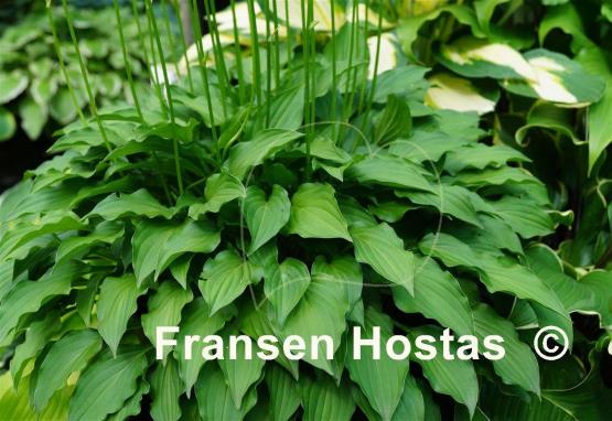 Hosta Academy Verdant Verge